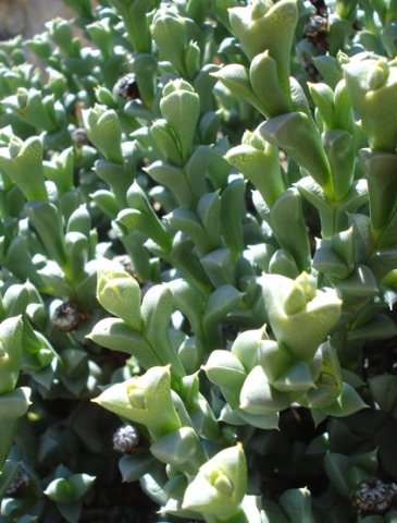 Schlechteranthus